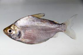 Curimata cyprinoides fishing