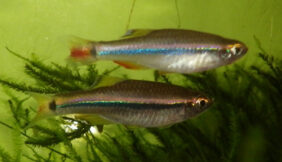 Tanichthys thacbaensis fishing