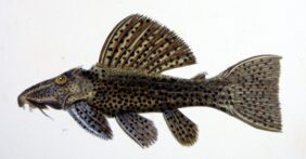 Pseudacanthicus spinosus fishing