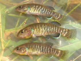 Olympic mudminnow