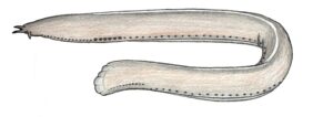 Eptatretus minor fishing