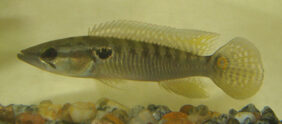 Crenicichla punctata fishing