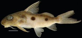 Synodontis congicus fishing