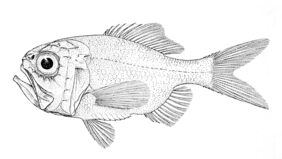 Blacktip sawbelly