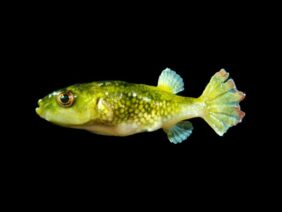 Ocellated pufferfish