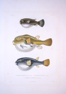 Immaculate puffer
