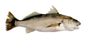 Genyonemus lineatus fishing