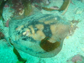 Banded stingaree