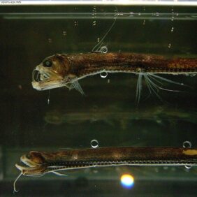 Dannevig's dragonfish