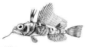 Histiodraco velifer fishing