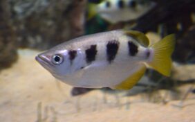 Archerfish