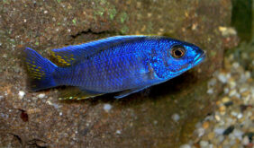 Sciaenochromis fryeri fishing