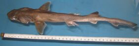 Bigeye houndshark