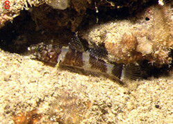 Didogobius splechtnai fishing