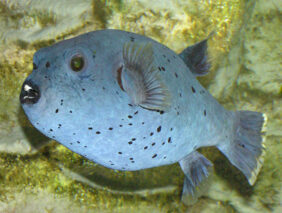 Blackspotted puffer