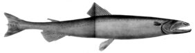 Harpadon microchir fishing