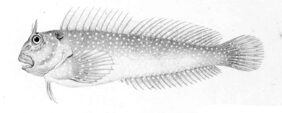 Scartichthys variolatus fishing