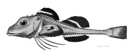 Ereunias grallator fishing