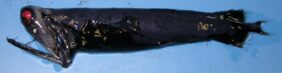 Black loosejaw