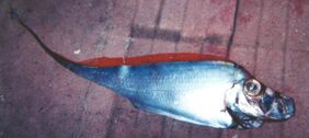 Scalloped ribbonfish