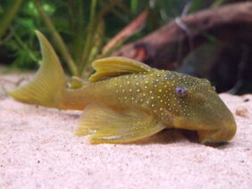 Baryancistrus demantoides fishing