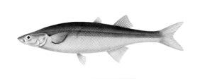Basilichthys microlepidotus fishing