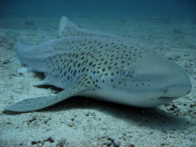 Leopard shark