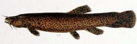 Trichomycterus rivulatus fishing
