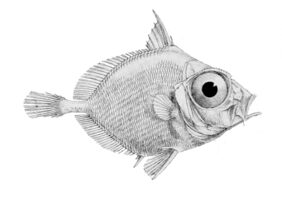 Capro dory