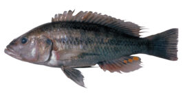 Haplochromis vonlinnei fishing