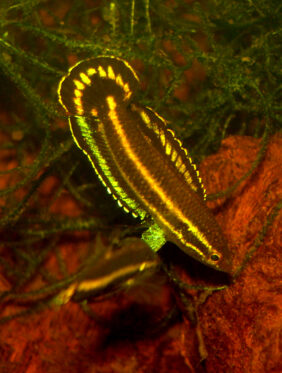 Parosphromenus harveyi fishing
