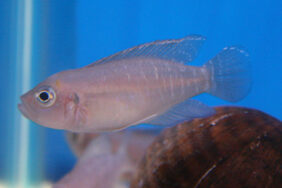 Neolamprologus brevis fishing
