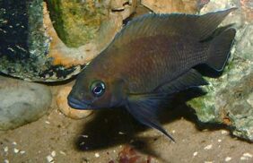 Variabilichromis moorii fishing