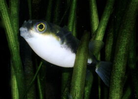 Amazon puffer