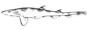 Galeus antillensis fishing