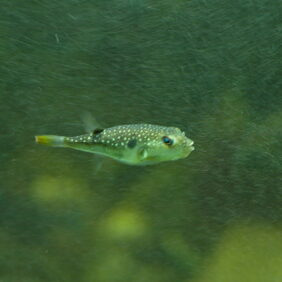 Grass puffer