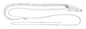 Tube-eye