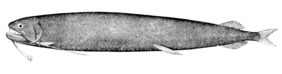 Threadfin dragonfish
