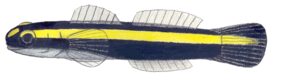 Elacatinus pridisi fishing