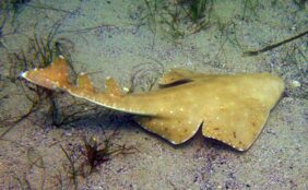 Angelshark