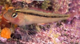 Common triplefin