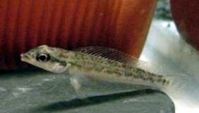 Teleocichla cinderella fishing