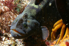 Monkeyface prickleback