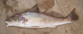 Menticirrhus americanus fishing