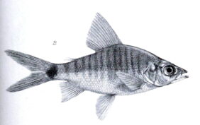 Xenocharax spilurus fishing