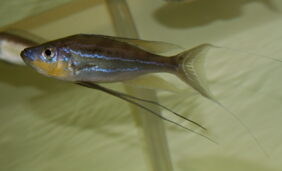 Benthochromis tricoti fishing