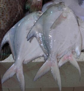 Chinese pomfret