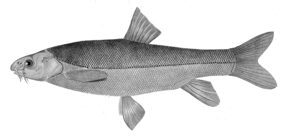Schizothorax eurystomus fishing