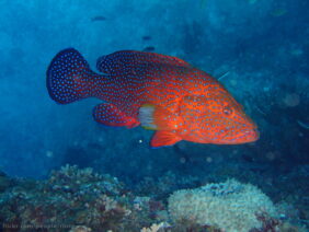 Cephalopholis miniata fishing in Egypt
