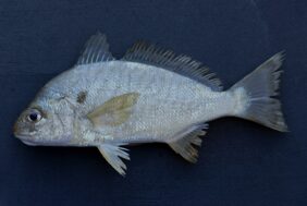 Leiostomus xanthurus fishing